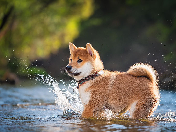 川で水遊びをする柴犬の子犬