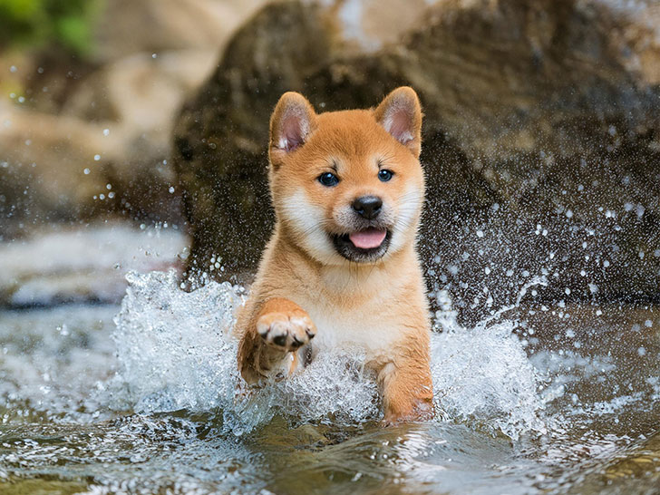 川で水遊びをする柴犬の子犬