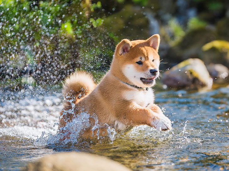 川で水遊びをする柴犬の子犬