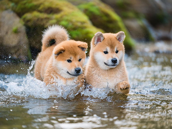 川で水遊びをする柴犬の子犬