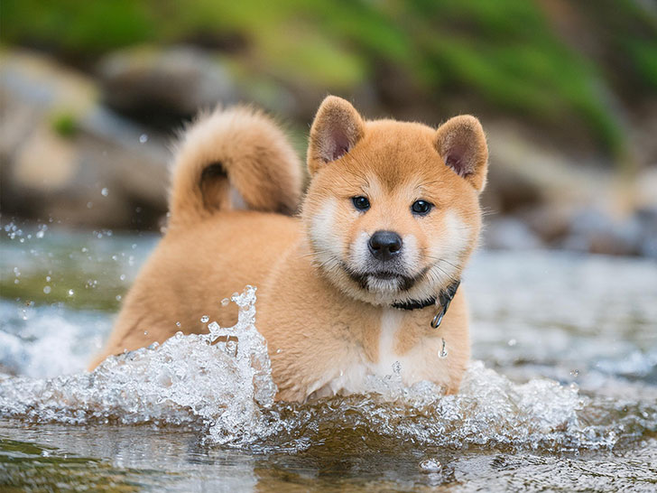 川で水遊びをする柴犬の子犬