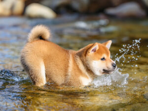 川で水遊びをする柴犬の子犬