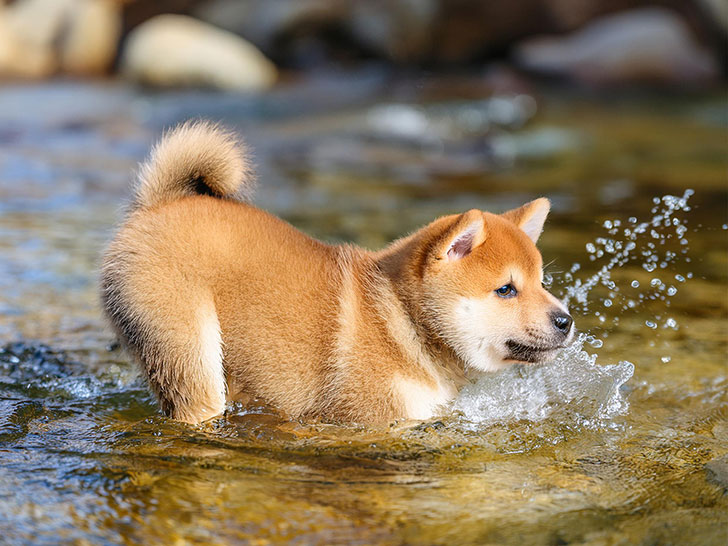 川で水遊びをする柴犬の子犬