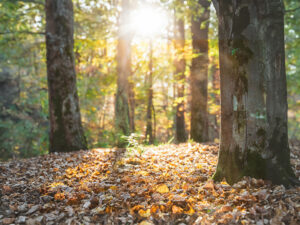 木漏れ日の差し込む秋の森