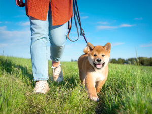 柴犬を散歩させる人の足元