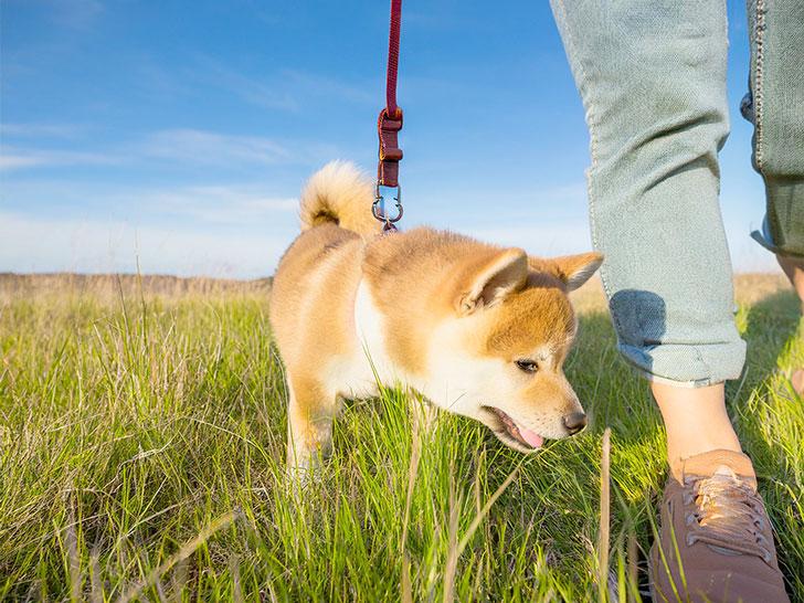 柴犬を散歩させる人の足元