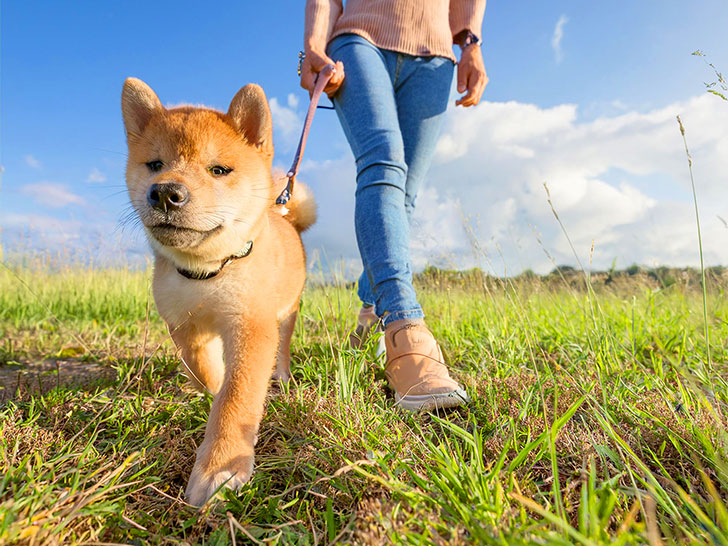 柴犬を散歩させる人の足元