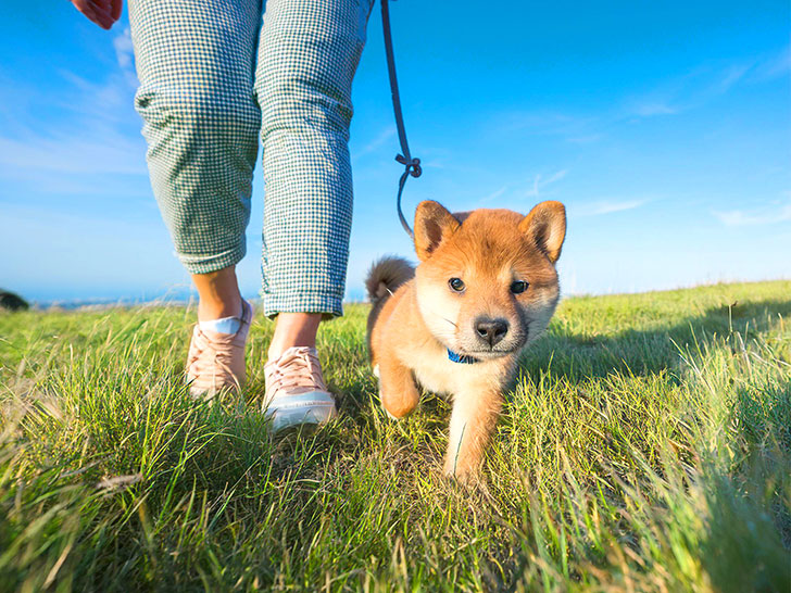 柴犬を散歩させる人の足元