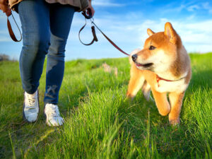 柴犬を散歩させる人の足元