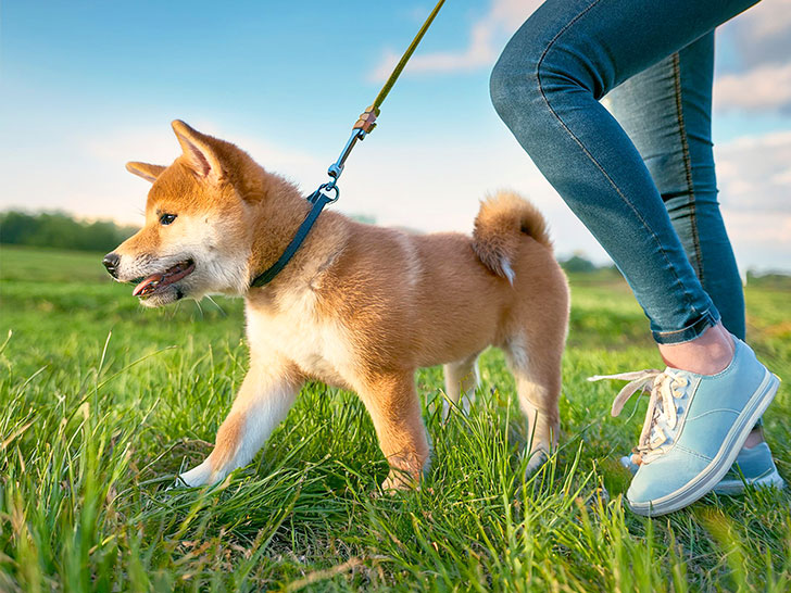 柴犬を散歩させる人の足元