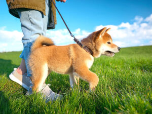 柴犬を散歩させる人の足元