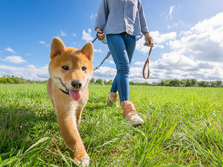 柴犬を散歩させる人の足元