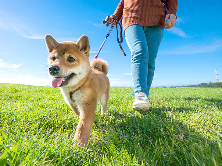 柴犬を散歩させる人の足元