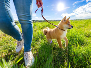 柴犬を散歩させる人の足元