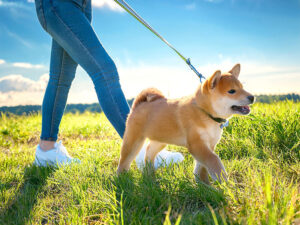 柴犬を散歩させる人の足元