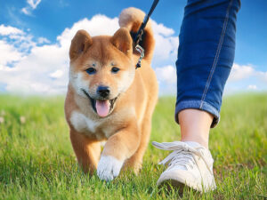 柴犬を散歩させる人の足元