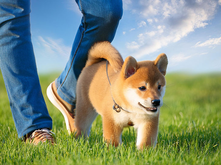 柴犬を散歩させる人の足元