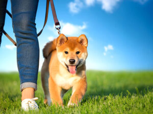 柴犬を散歩させる人の足元