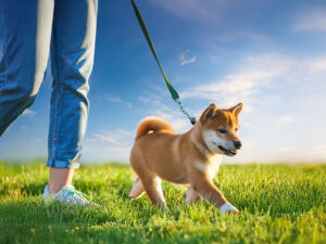 柴犬を散歩させる人の足元