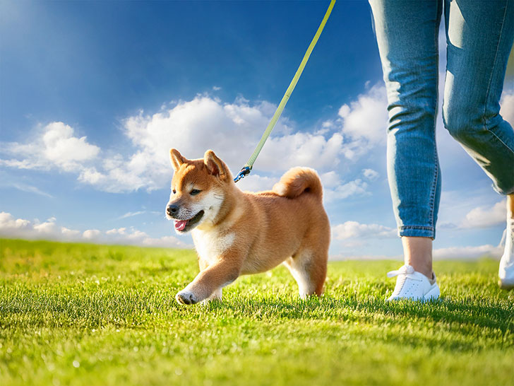 柴犬を散歩させる人の足元