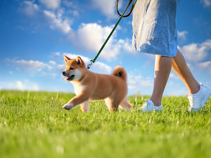 柴犬を散歩させる人の足元