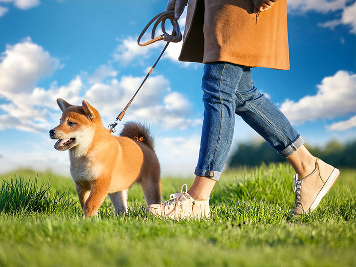 柴犬を散歩させる人の足元