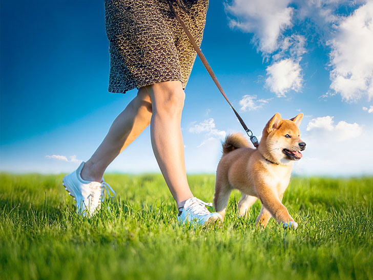 柴犬を散歩させる人の足元