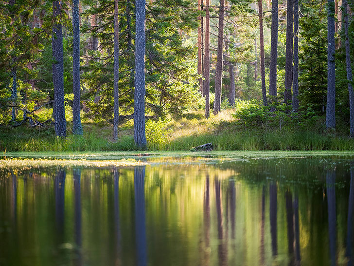 森の中の静かな湖