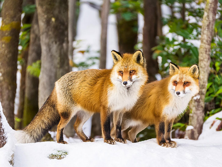 雪の森の中のキツネ