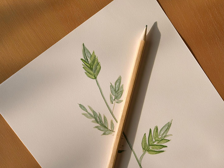 植物の鉛筆スケッチ
