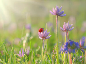 美しいお花畑とてんとう虫