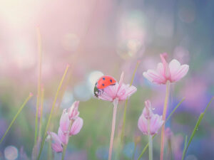 美しいお花畑とてんとう虫