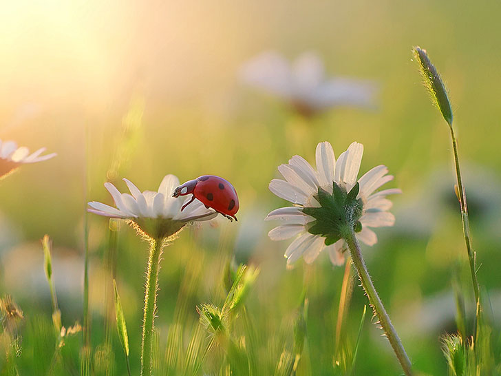 美しいお花畑とてんとう虫