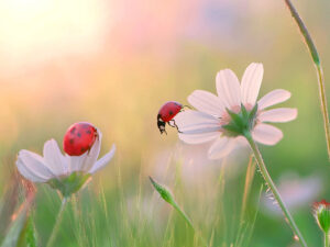 美しいお花畑とてんとう虫