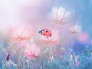 美しいお花畑とてんとう虫