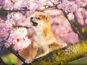 桜の木の枝に上る柴犬の子犬