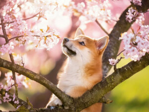 桜の木の枝に上る柴犬の子犬