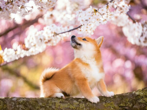 桜の木の枝に上る柴犬の子犬