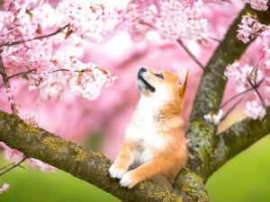 桜の木の枝に上る柴犬の子犬