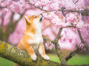 桜の木の枝に上る柴犬の子犬