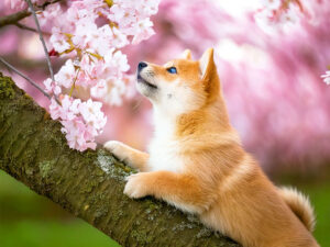 桜の木の枝に上る柴犬の子犬