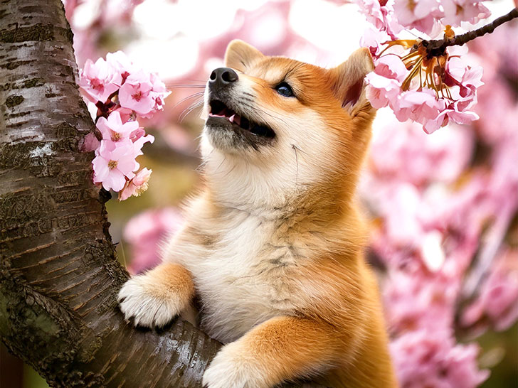 桜の木の枝に上る柴犬の子犬