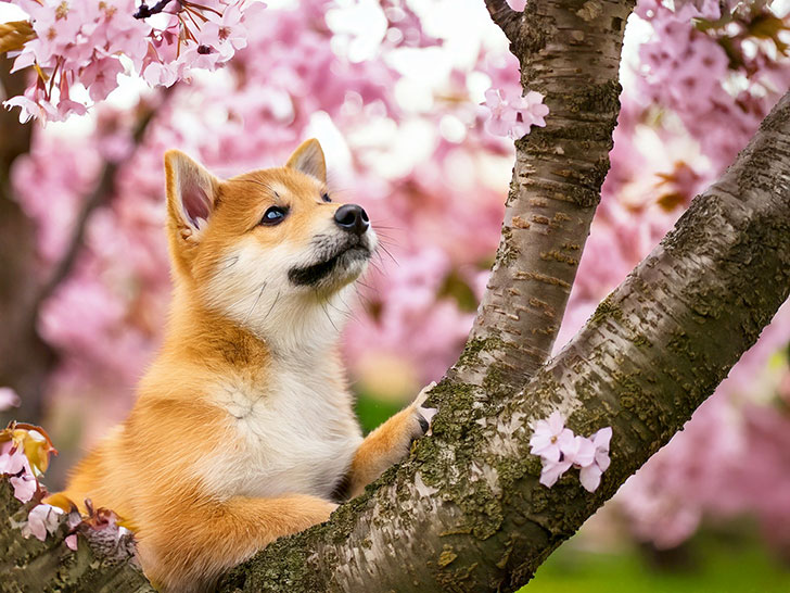 桜の木の枝に上る柴犬の子犬