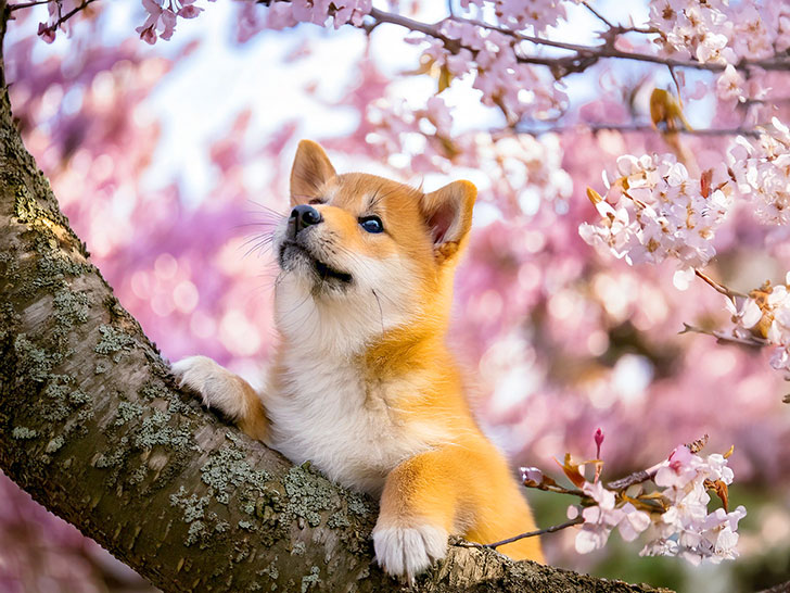 桜の木の枝に上る柴犬の子犬