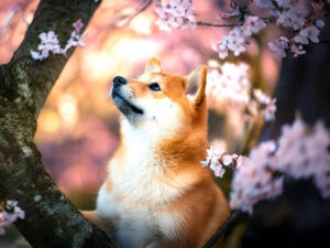 桜の木の枝に上る柴犬の子犬