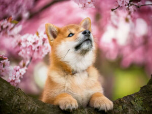 桜の木の枝に上る柴犬の子犬