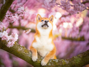 桜の木の枝に上る柴犬の子犬