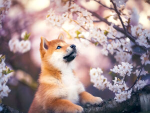 桜の木の枝に上る柴犬の子犬