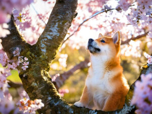 桜の木の枝に上る柴犬の子犬