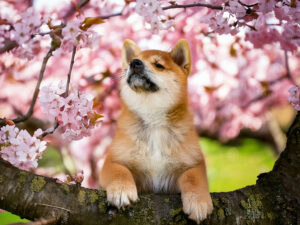 桜の木の枝に上る柴犬の子犬